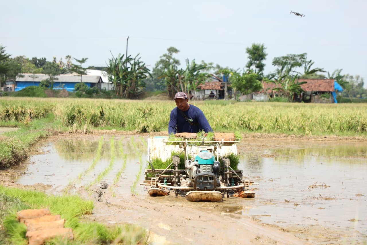 petani Rembang bekerja di sawah