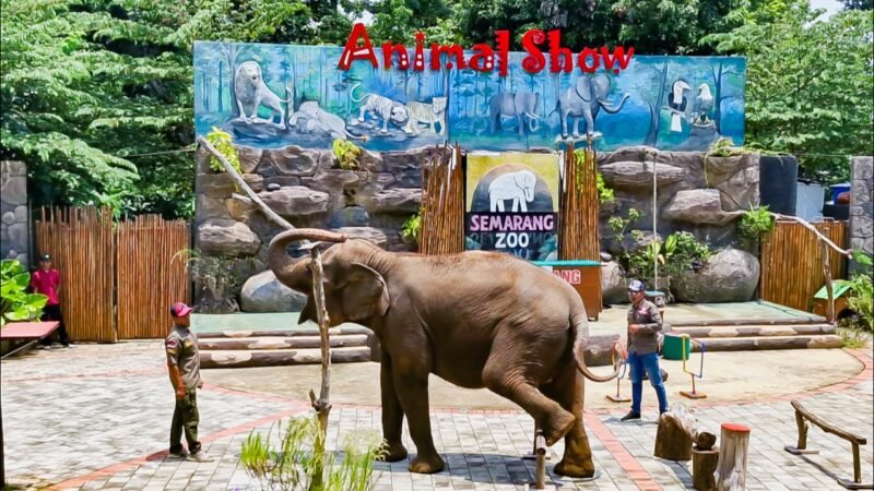 Promo Libur Sekolah, Semua Pelajar Gratis Masuk Semarang Zoo : Catat Tanggalnya !