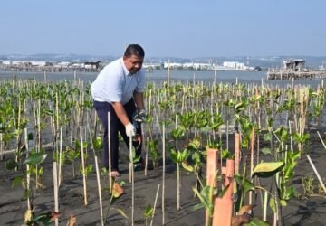 Bandara Ahmad Yani Gelar Monitoring Mangrove di Mangunharjo