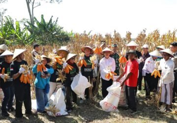 Wali Kota Agustina Apresiasi GP Ansor, Panen Raya Jagung Jadi Bukti Pemuda Mampu Perkuat Ketahanan Pangan