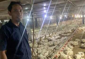 Inovasi eBro UNDIP Permudah Produksi Ayam Broiler