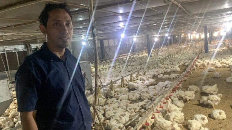 Inovasi eBro UNDIP Permudah Produksi Ayam Broiler