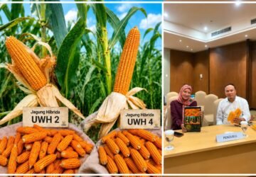 Unwahas Loloskan Dua Varietas Jagung Hibrida UWH 2 dan UWH 4