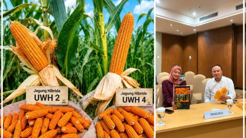 Unwahas Loloskan Dua Varietas Jagung Hibrida UWH 2 dan UWH 4
