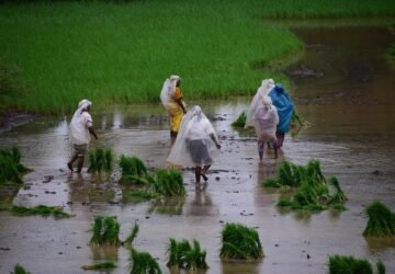 Ancaman Kekeringan Mengintai, Asuransi Usaha Tani Dinilai Jadi Pelindung Petani
