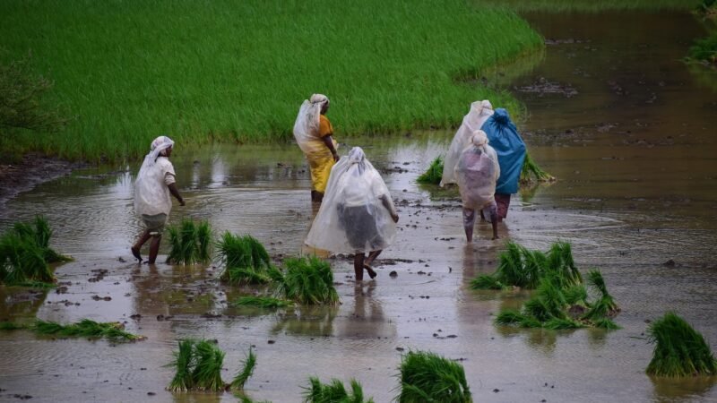 Ancaman Kekeringan Mengintai, Asuransi Usaha Tani Dinilai Jadi Pelindung Petani