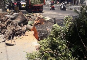 Pohon Soga Tumbang di Pandanaran, Pemkot Semarang Evaluasi Ratusan Pohon Rawan
