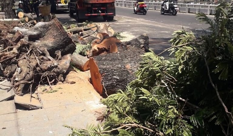 Pohon Soga Tumbang di Pandanaran, Pemkot Semarang Evaluasi Ratusan Pohon Rawan