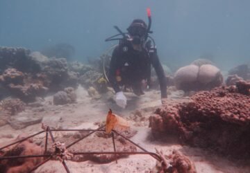 1.300 Fragmen Karang Ditanam di Karimunjawa, Bandara Ahmad Yani Dukung Konservasi Bahari