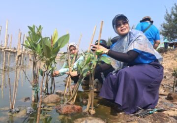 Inovasi Ekosistem Hijau PLN Indonesia Power di Pesisir Semarang