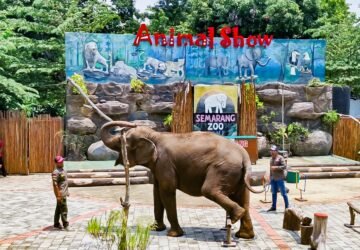 Bukan Cuma Manusia, Satwa di Semarang Zoo Juga Kepanasan, Ini Perlakuan Khususnya
