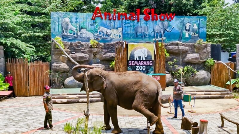 Bukan Cuma Manusia, Satwa di Semarang Zoo Juga Kepanasan, Ini Perlakuan Khususnya